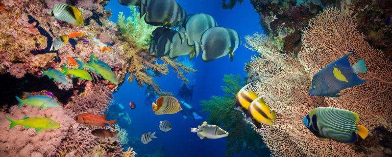 海底世界美丽的鱼群和珊瑚礁