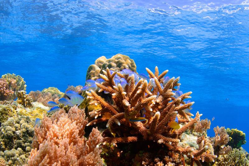 神奇的海底世界美丽的珊瑚