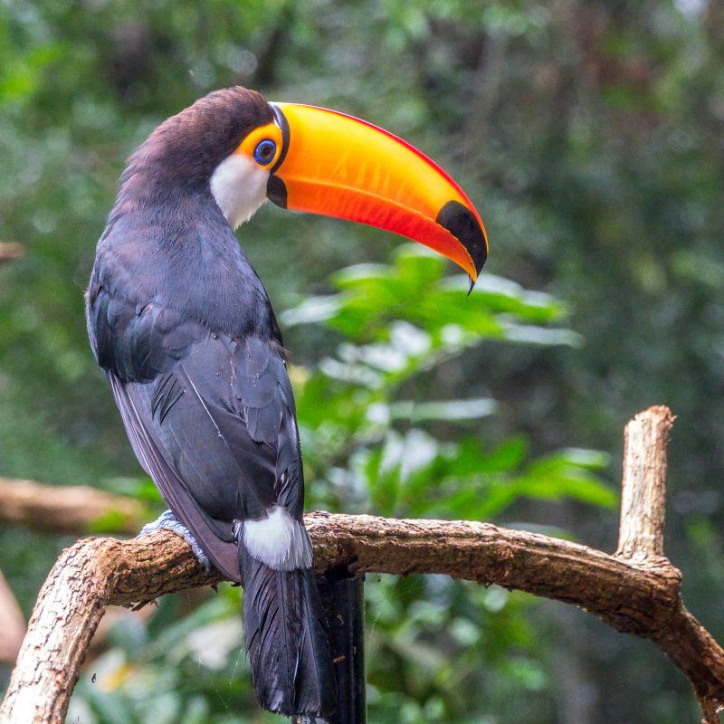 可爱的亚马逊巨嘴鸟