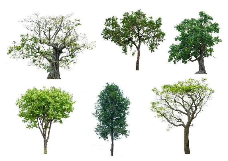 六棵不同种类的大树