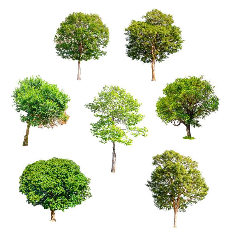 白色背景下的不同种类的树