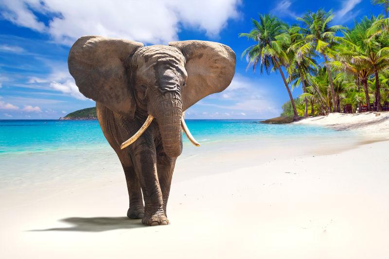 海滩背景中散步的大象