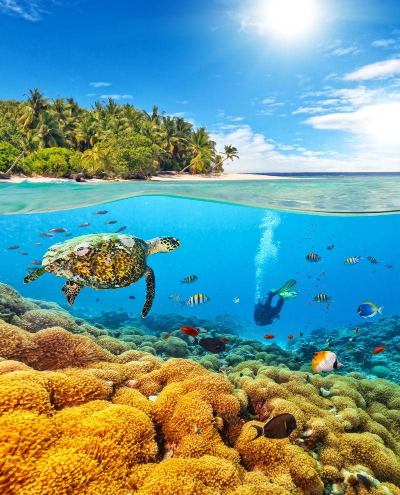 水下景观珊瑚礁和水肺潜水员和海龟