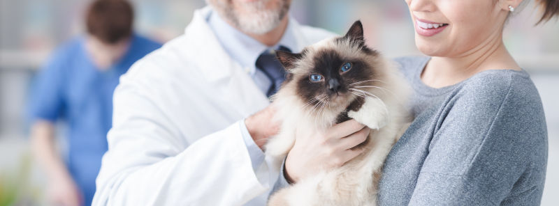 抱着布偶猫的医生