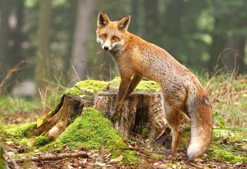 站在木桩上的野生狐狸