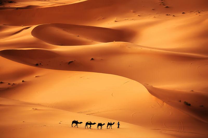 沙漠背景中的骆驼和赶骆驼的人