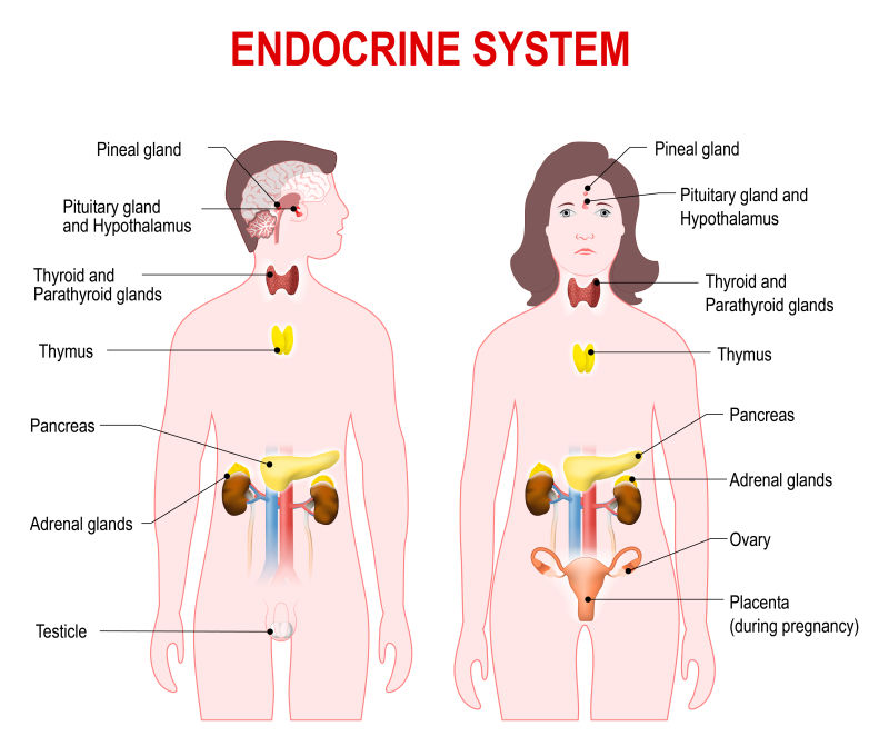 人体内分泌系统示意图矢量设计