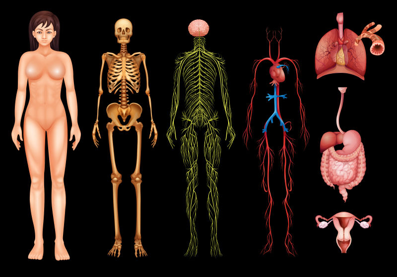 黑色背景上矢量人体系统器官