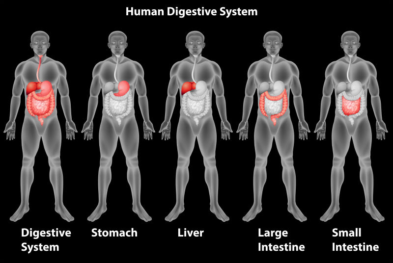 黑色背景下的矢量人类消化系统