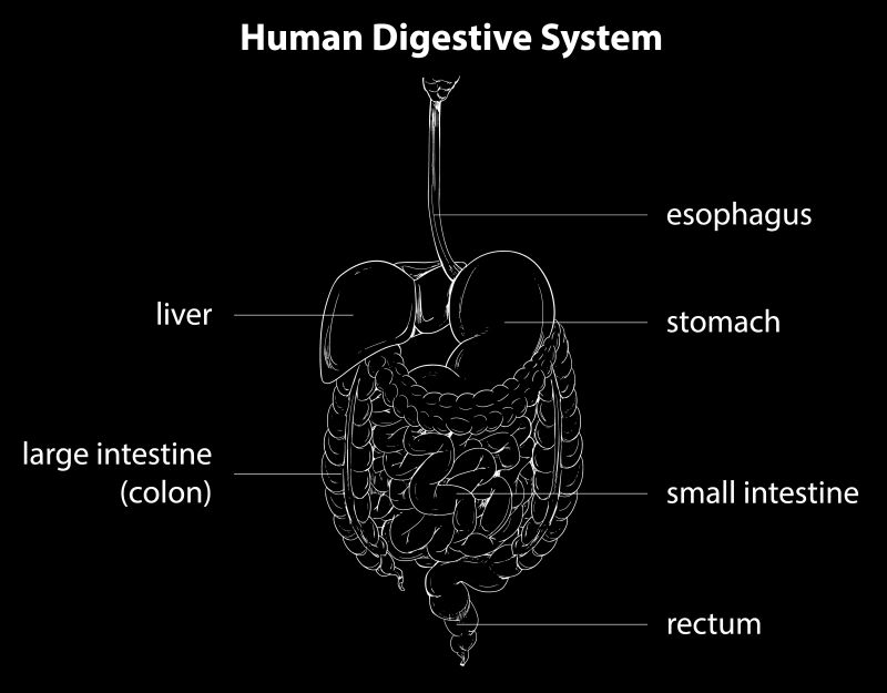 矢量人体消化系统图解