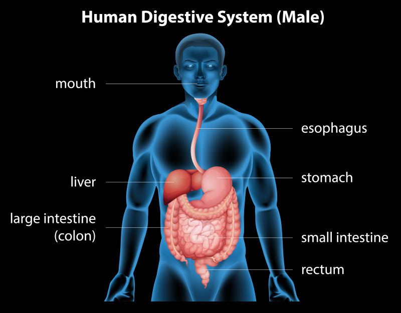 黑色背景上的矢量男性消化系统