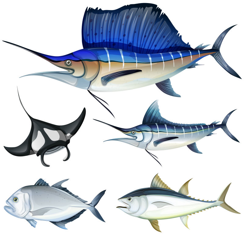 创意矢量卡通不同种类的鱼插图