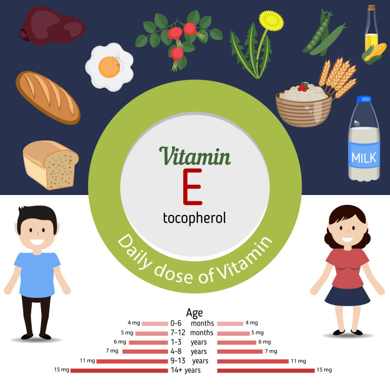 维生素E含量丰富的食物矢量插图