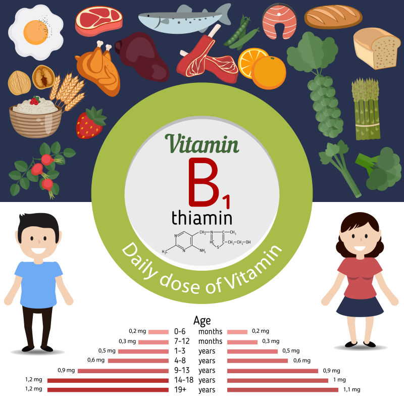 维生素B1丰富的食物矢量插图