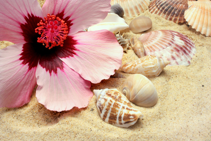 沙滩上的贝壳与海螺