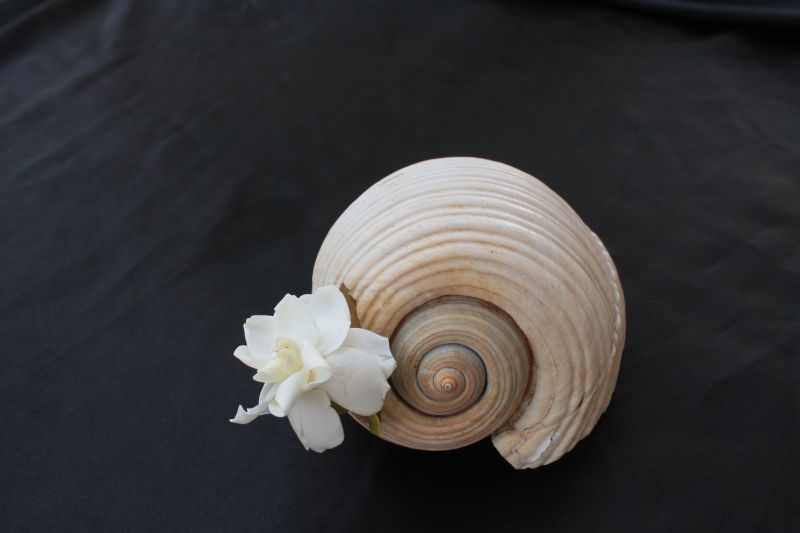 海螺与白色鲜花