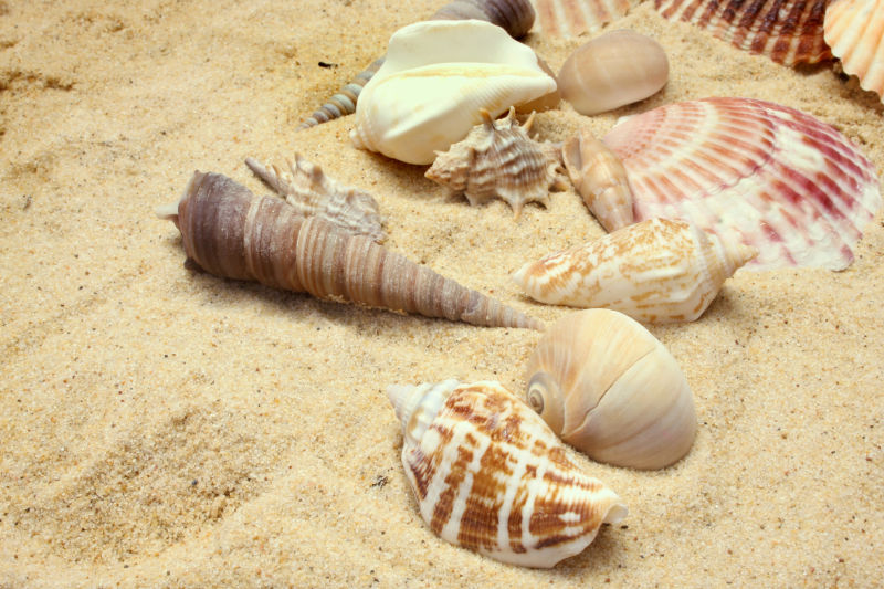 沙滩上的海螺与贝壳