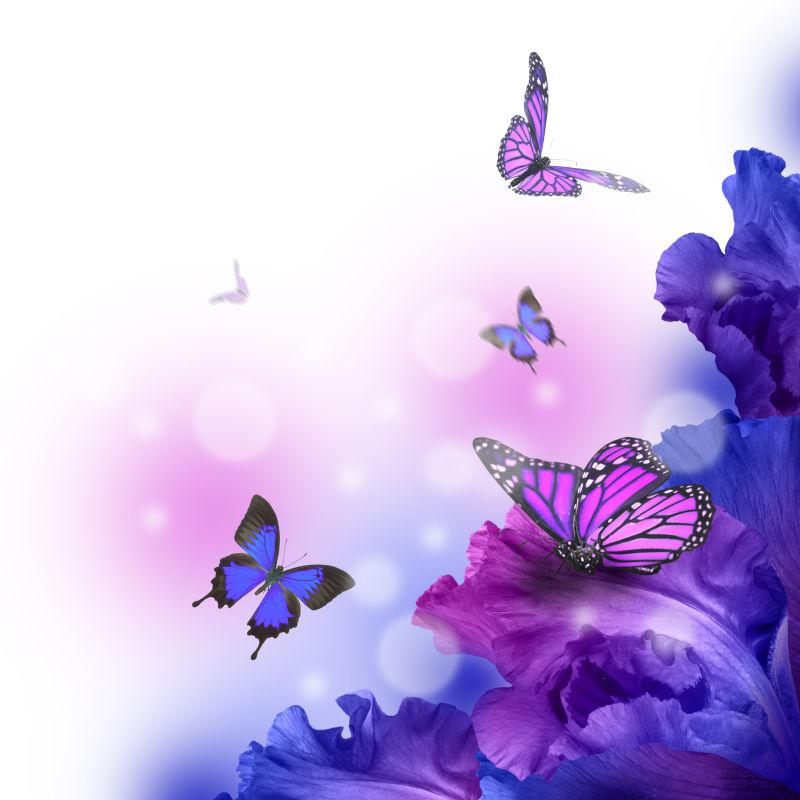 白色背景中盛开的蝴蝶花和蝴蝶