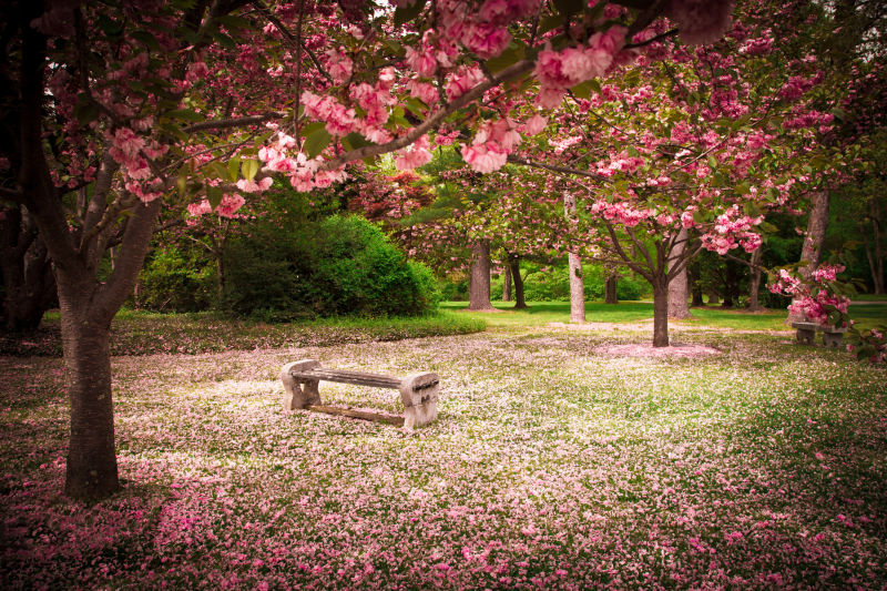宁静的花园长椅被樱花树环绕