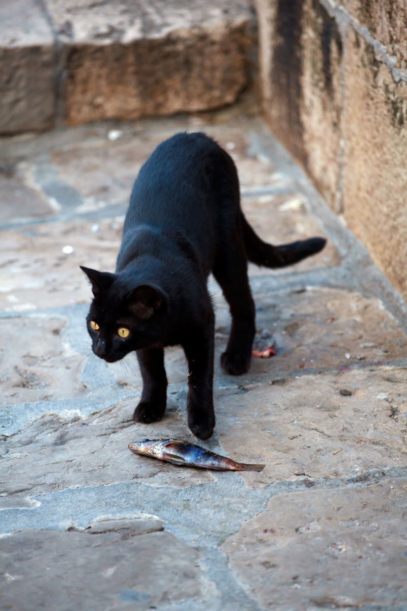 站在死鱼面前的黑猫