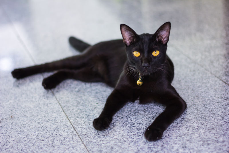 躺在地上的一只黑猫