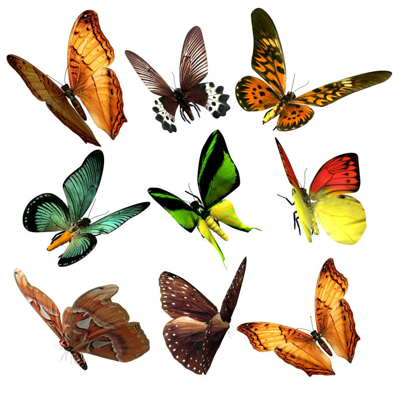 九种漂亮的蝴蝶