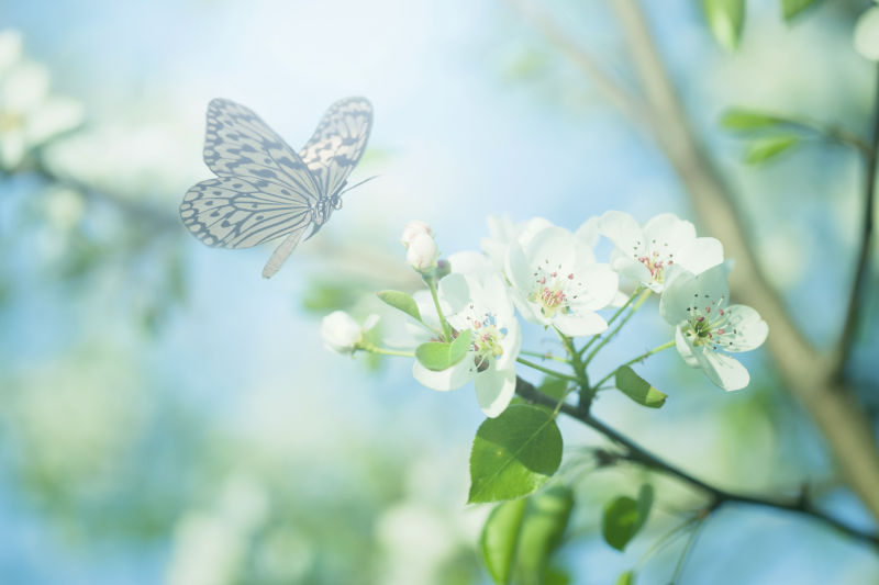 飞在白色花朵上的蝴蝶