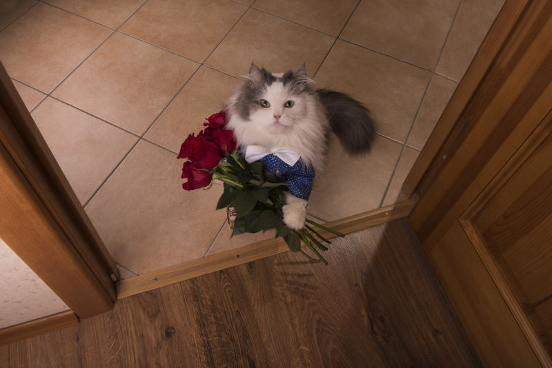 猫把玫瑰作为礼物送给妈妈