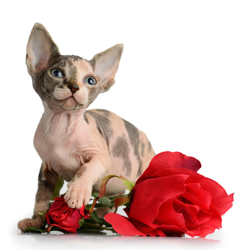 可爱的猫与红色玫瑰