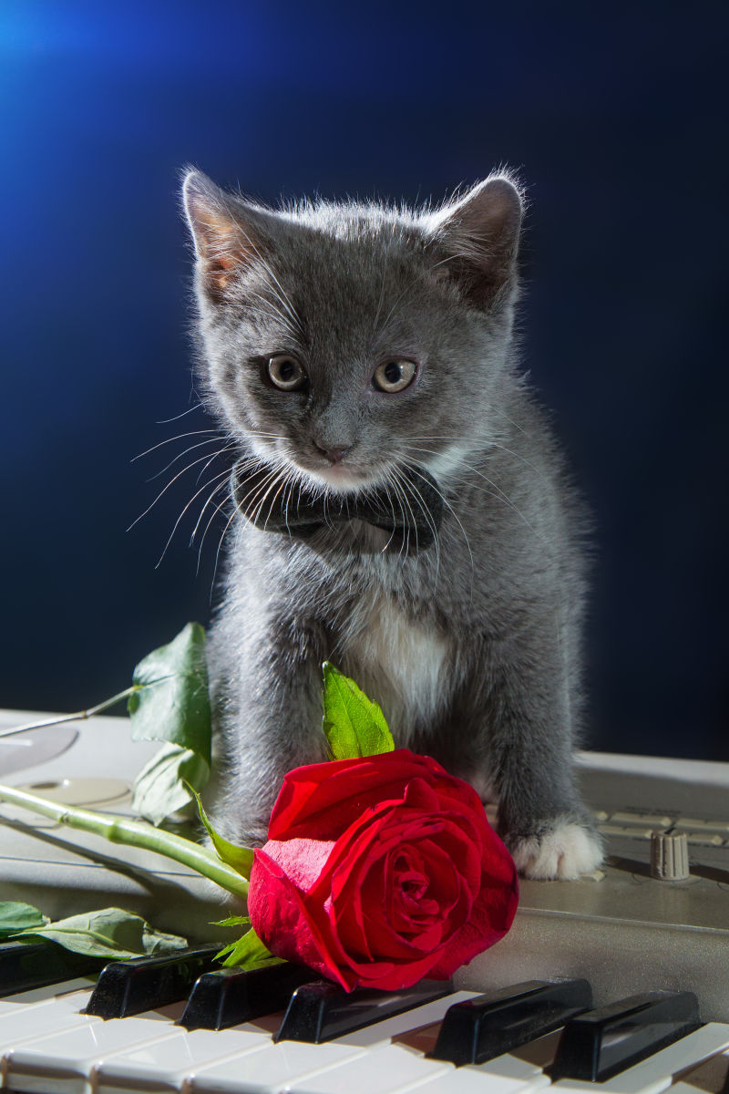 钢琴上的猫咪与玫瑰