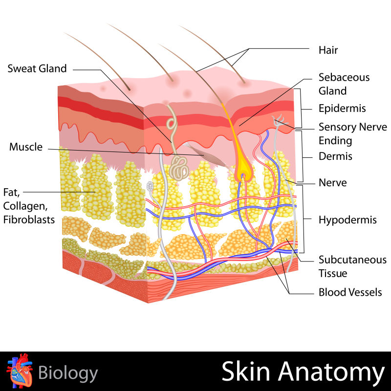 人体皮肤下的解剖效果