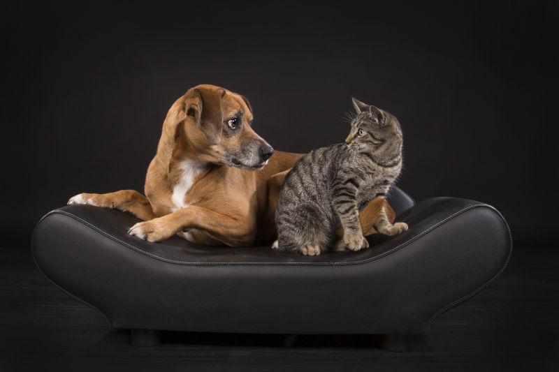 黑色座椅上的宠物狗和宠物猫