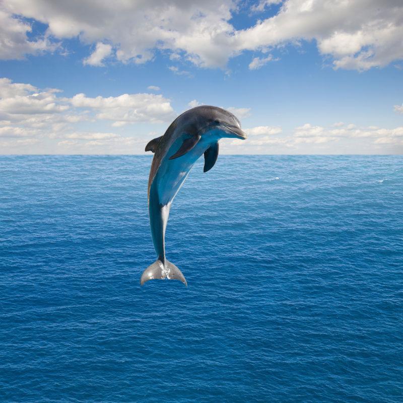 单跳海豚