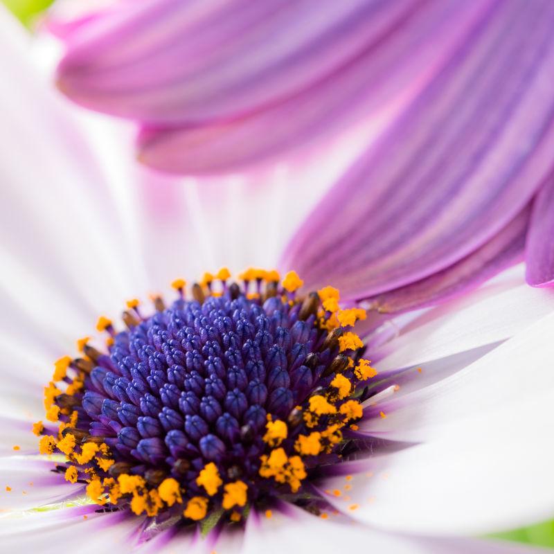 非洲菊的紫色花冠