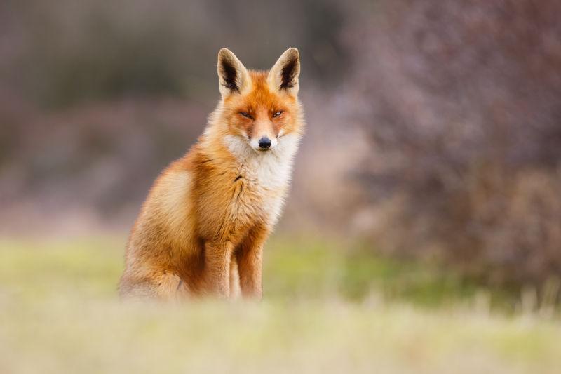 草原上的美丽的红狐