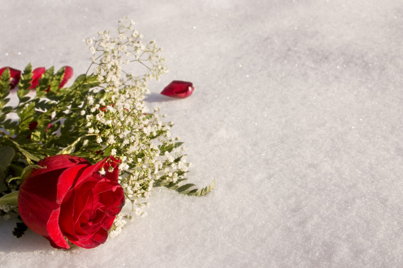 躺在雪地里的红玫瑰