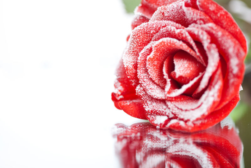 冰冻的红玫瑰