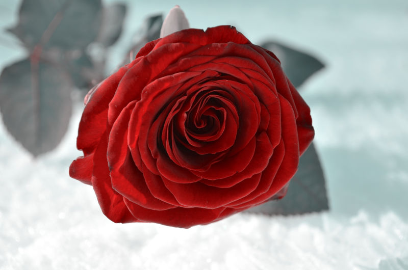 雪花上的红玫瑰