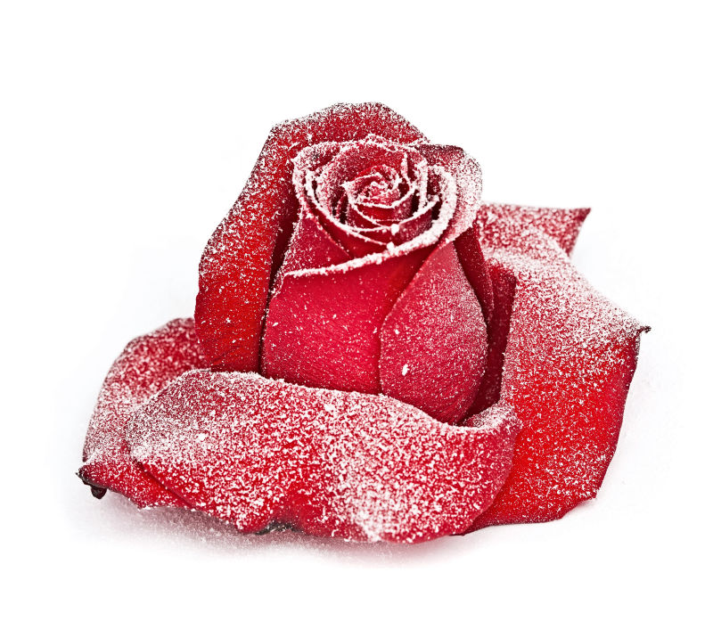 染着雪花的红玫瑰