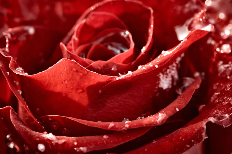 带冰的红玫瑰