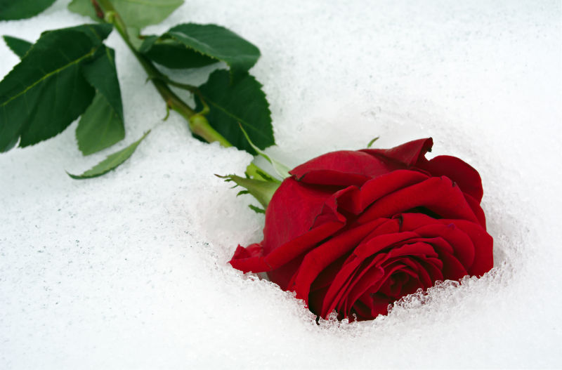 嵌在雪中的红玫瑰
