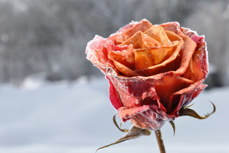 霜冻玫瑰