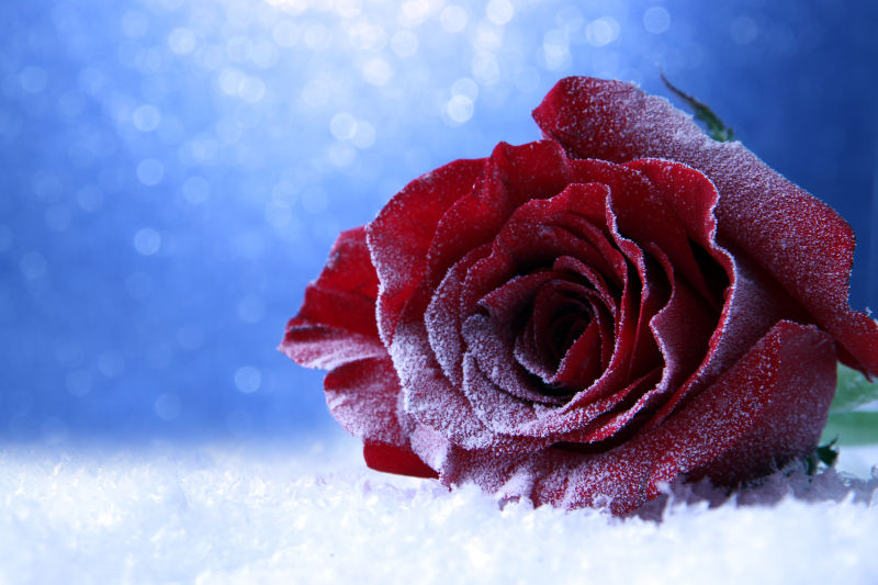 霜打红玫瑰