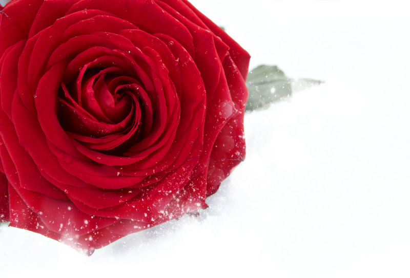 雪中的红玫瑰