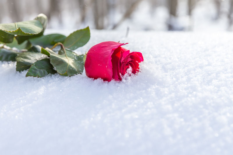 半镶嵌在雪地中的红玫瑰