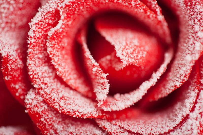霜降后的红玫瑰