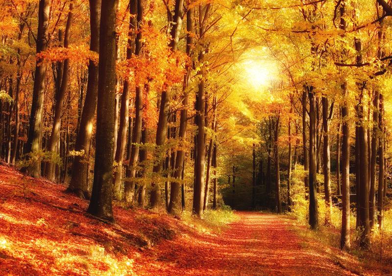 金色的秋季林间小路