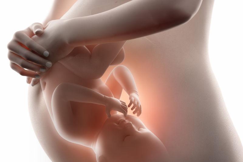 腹中胎儿活动形态