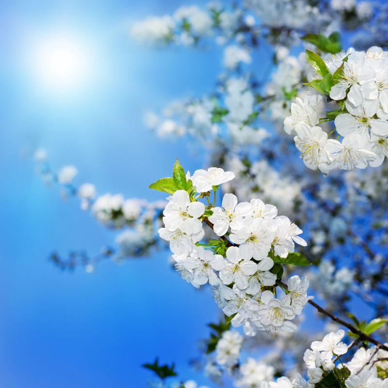 蔚蓝天空下的白色花朵