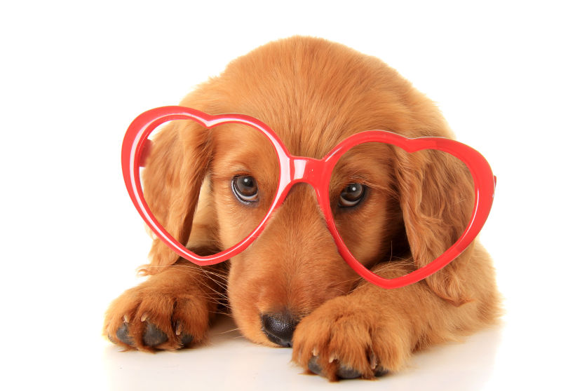 狗狗戴着情人节心形眼镜